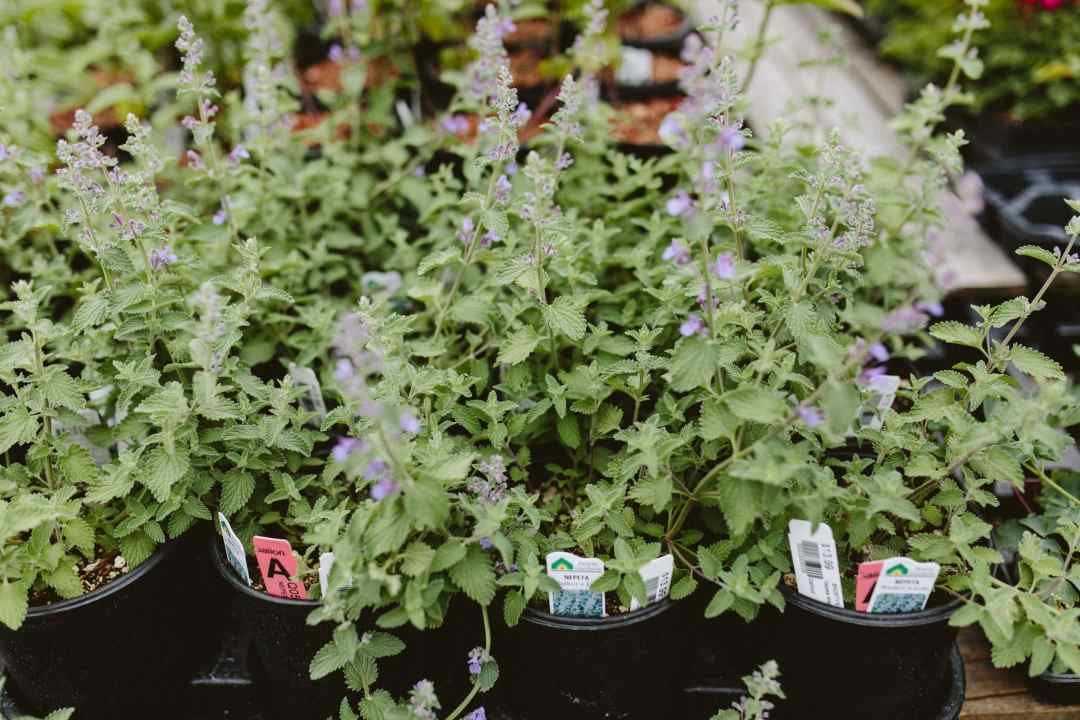 catmint nepeta