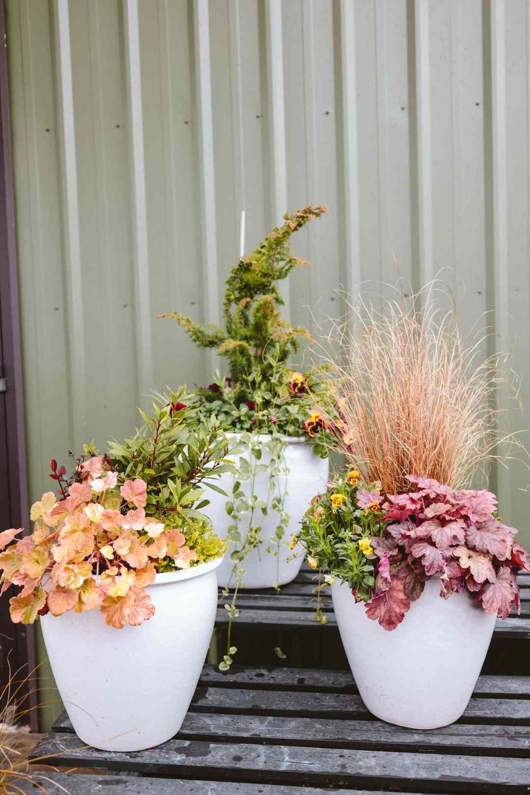 Spring container gardens at 7 Dees Garden Center with grasses, heuchera, pansies, and conifers