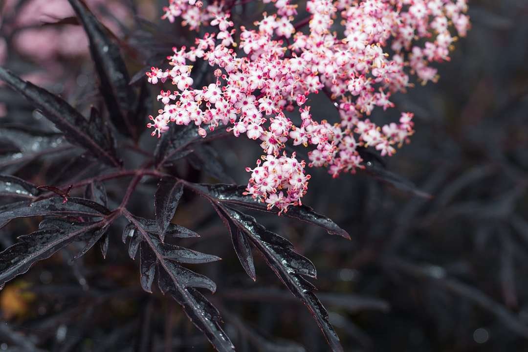 black lace elderberry black lace elderberry