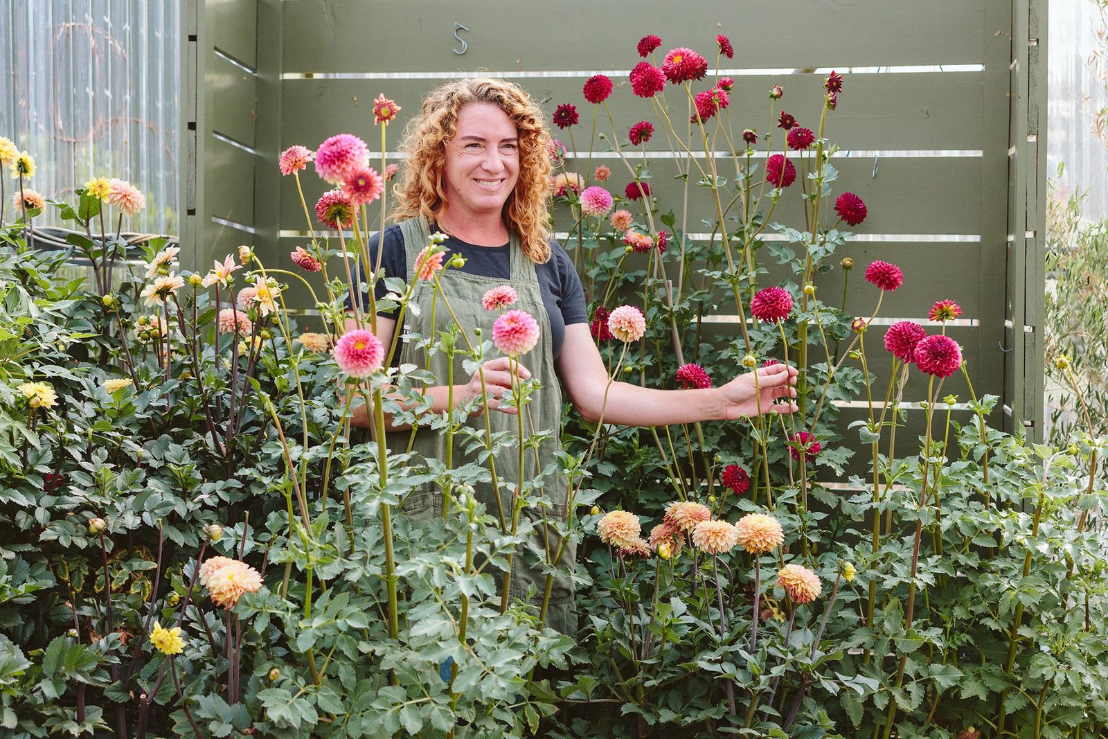 dahlias in bloom