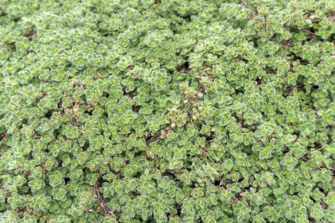 Thymus,Lanuginosus,Woolly,Thyme,Garden,Groundcover,Plant,Closeup