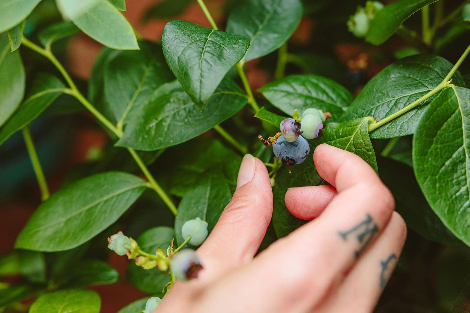 Growing the Best Backyard Berries in the Pacific Northwest