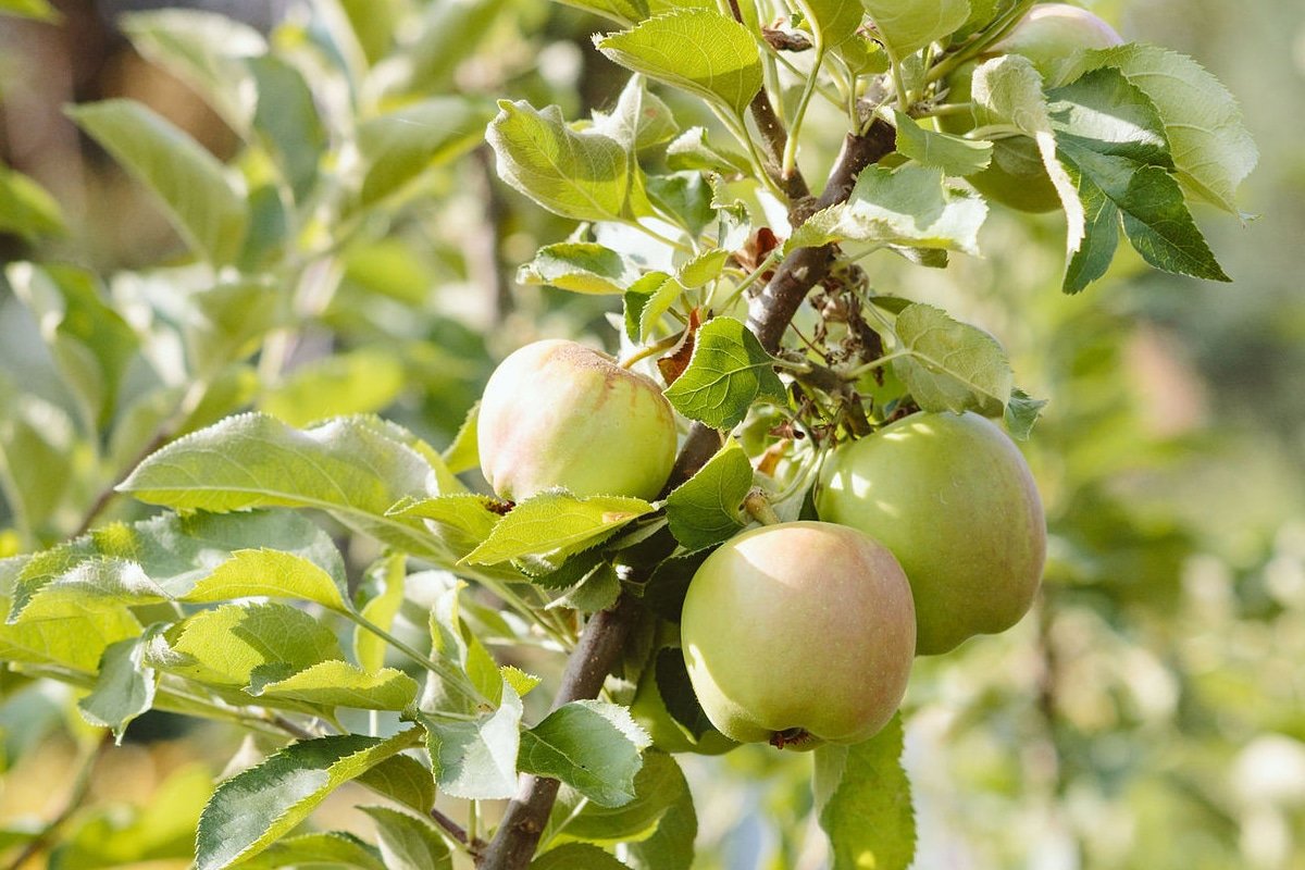 closeup of fruit on apple tree at Dennis' 7 Dees Garden Center
