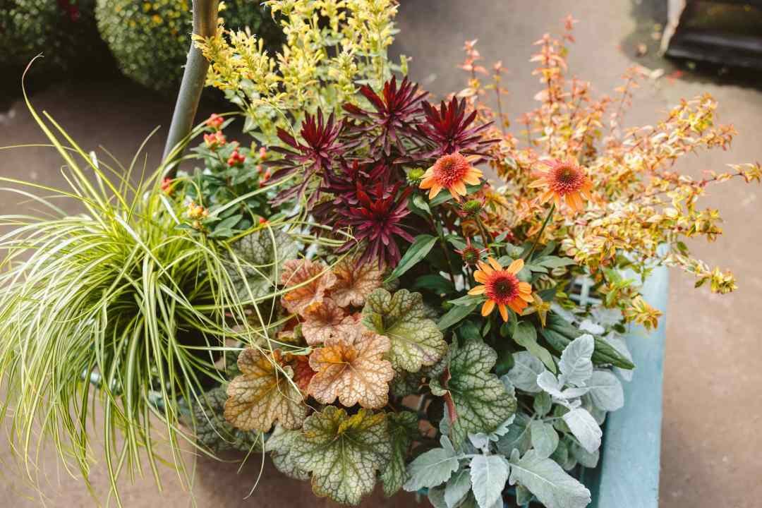 late Summer flowers and plants for a container garden on a cart