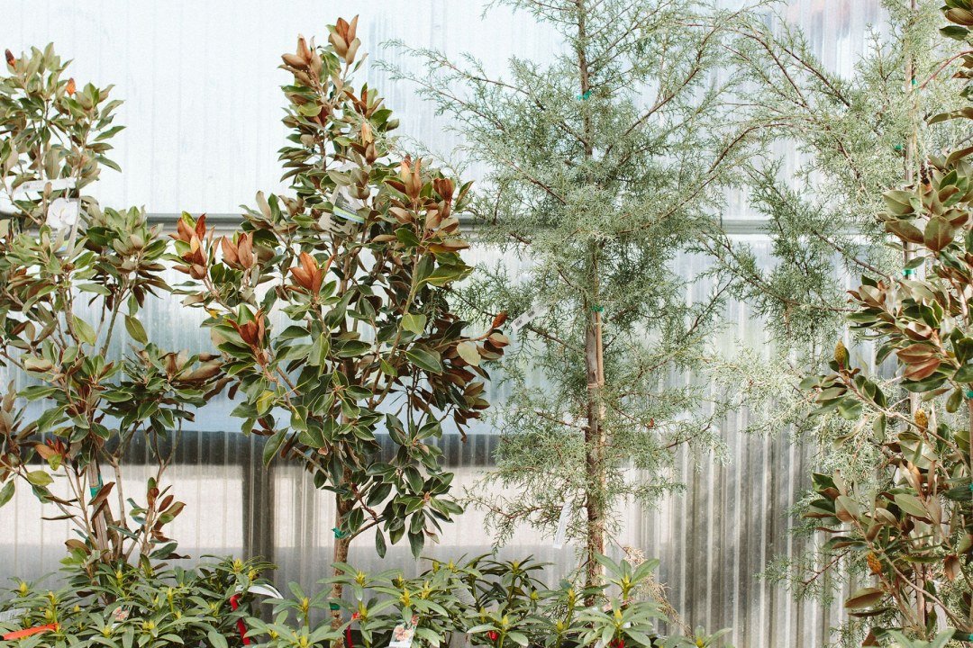 evergreen magnolia trees at Dennis' 7 Dees Garden Center