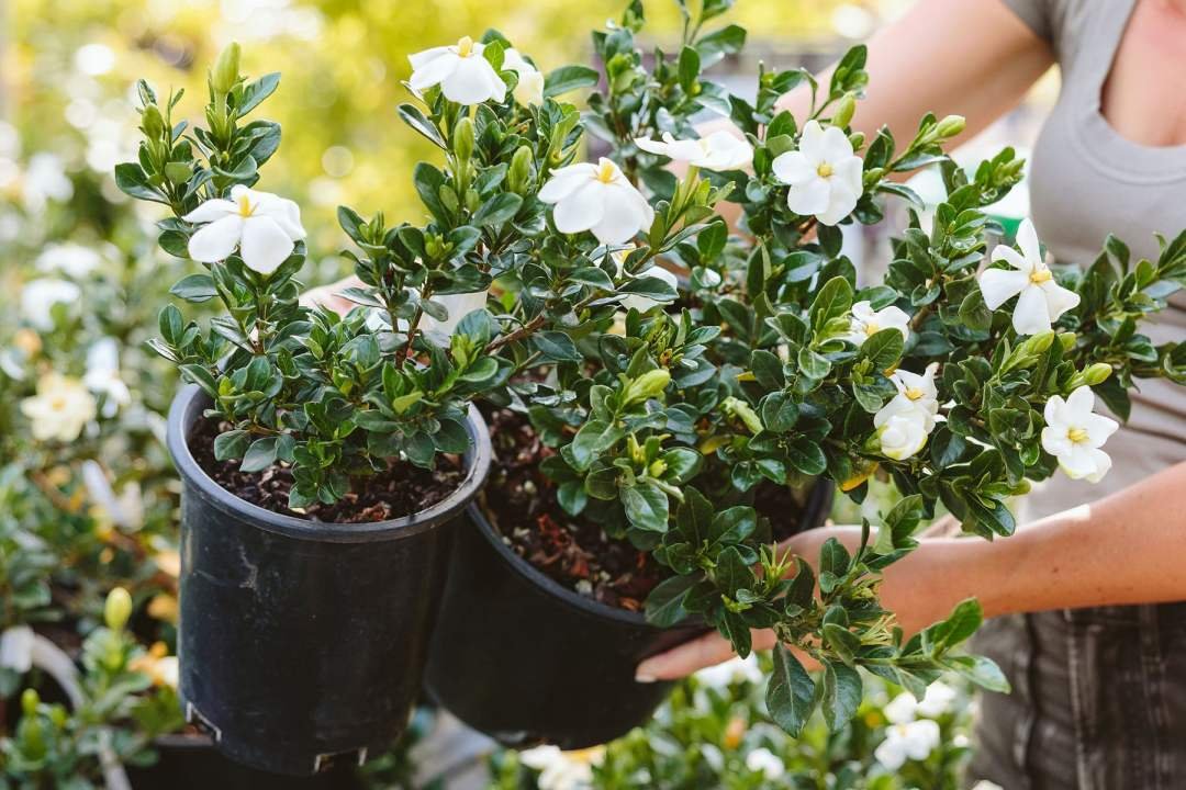 gardenias in bloom at Dennis' 7 Dees Garden Center