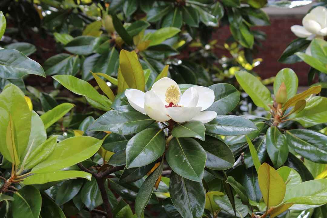 evergreen magnolia trees at Dennis' 7 Dees Garden Center