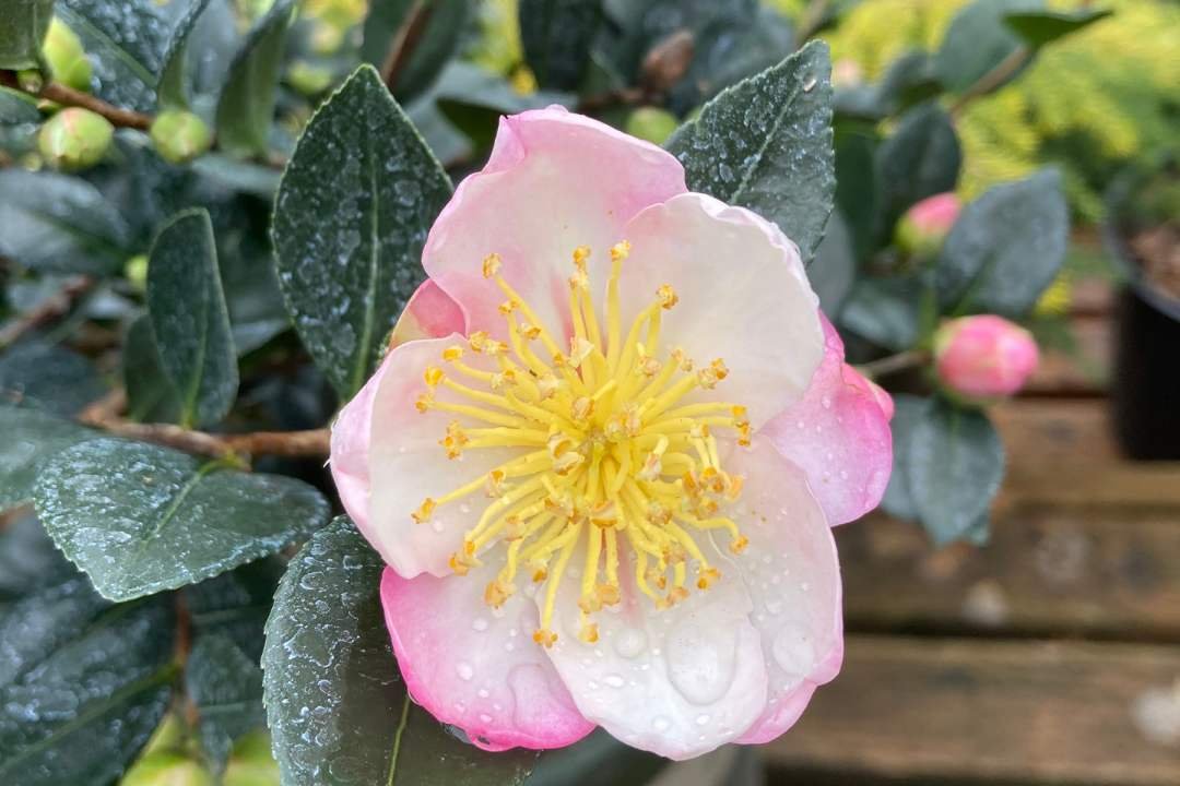 dennis7dees-garden-center-winter-sasanqua-camellia-apple-blossom Camellia sasanqua Apple Blossom