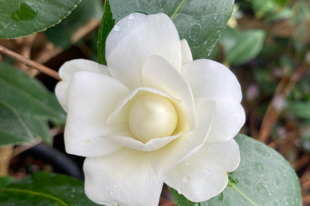 dennis7dees-garden-center-winter-sasanqua-camellia-buttermint Camellia sasanqua Buttermint