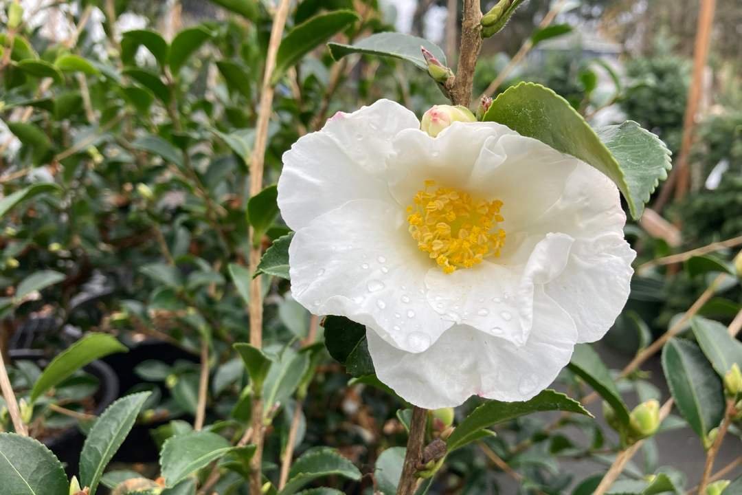 dennis7dees-garden-center-winter-sasanqua-camellia-setsugekka Camellia sasanqua Setsugekka
