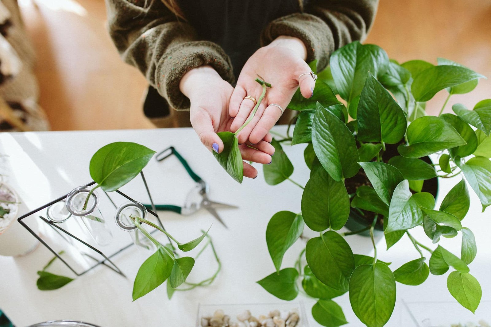The Complete Guide to Indoor Plant Propagation