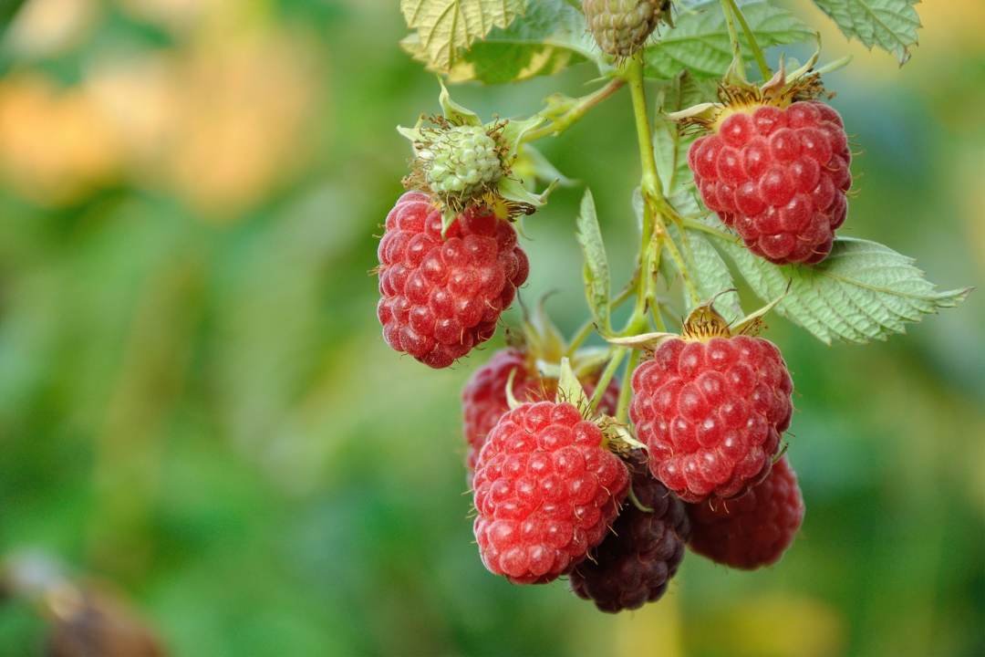 growing raspberries