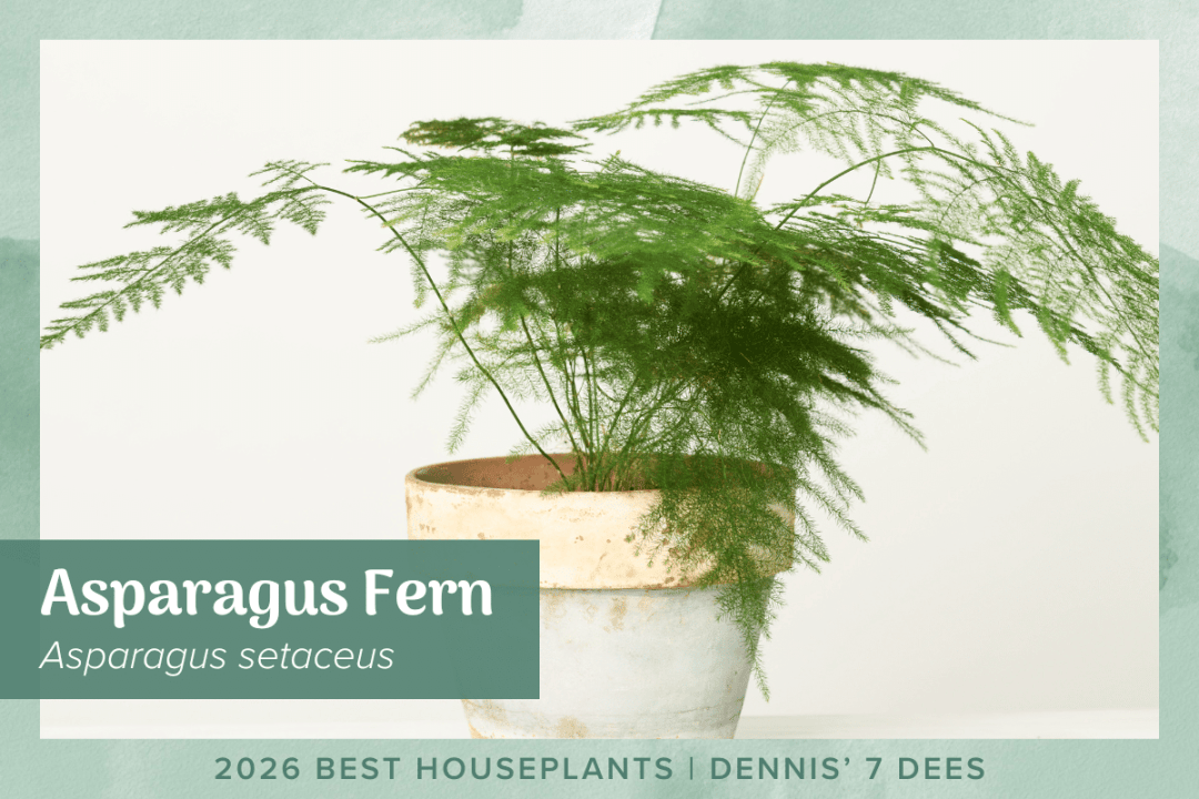 Asparagus setaceus Plumosa Fern Houseplant