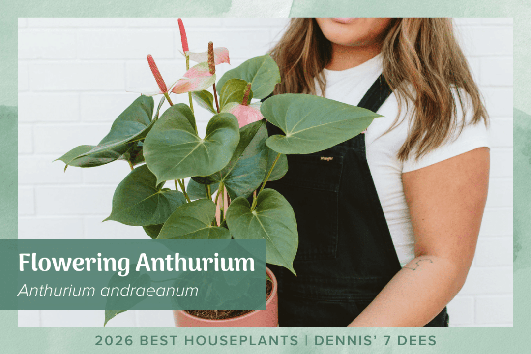 anthurium plant in pot