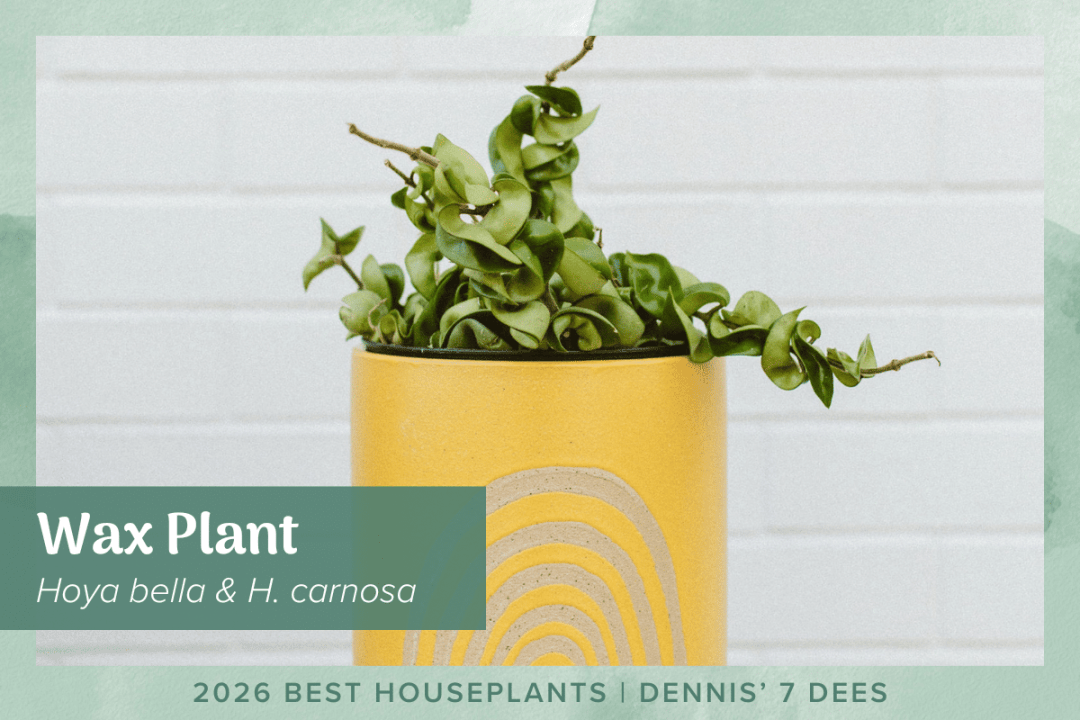 hoya compacta houseplant