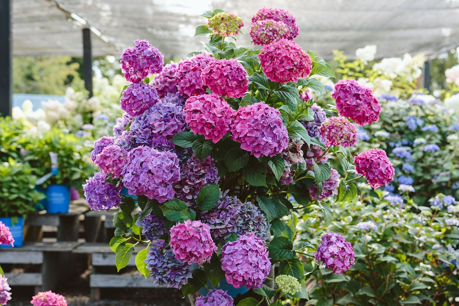 7 Gardening Trends for 2026