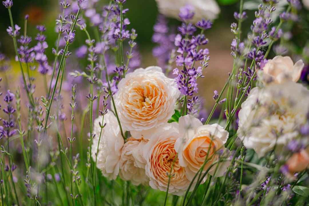 patio with a view and flowers