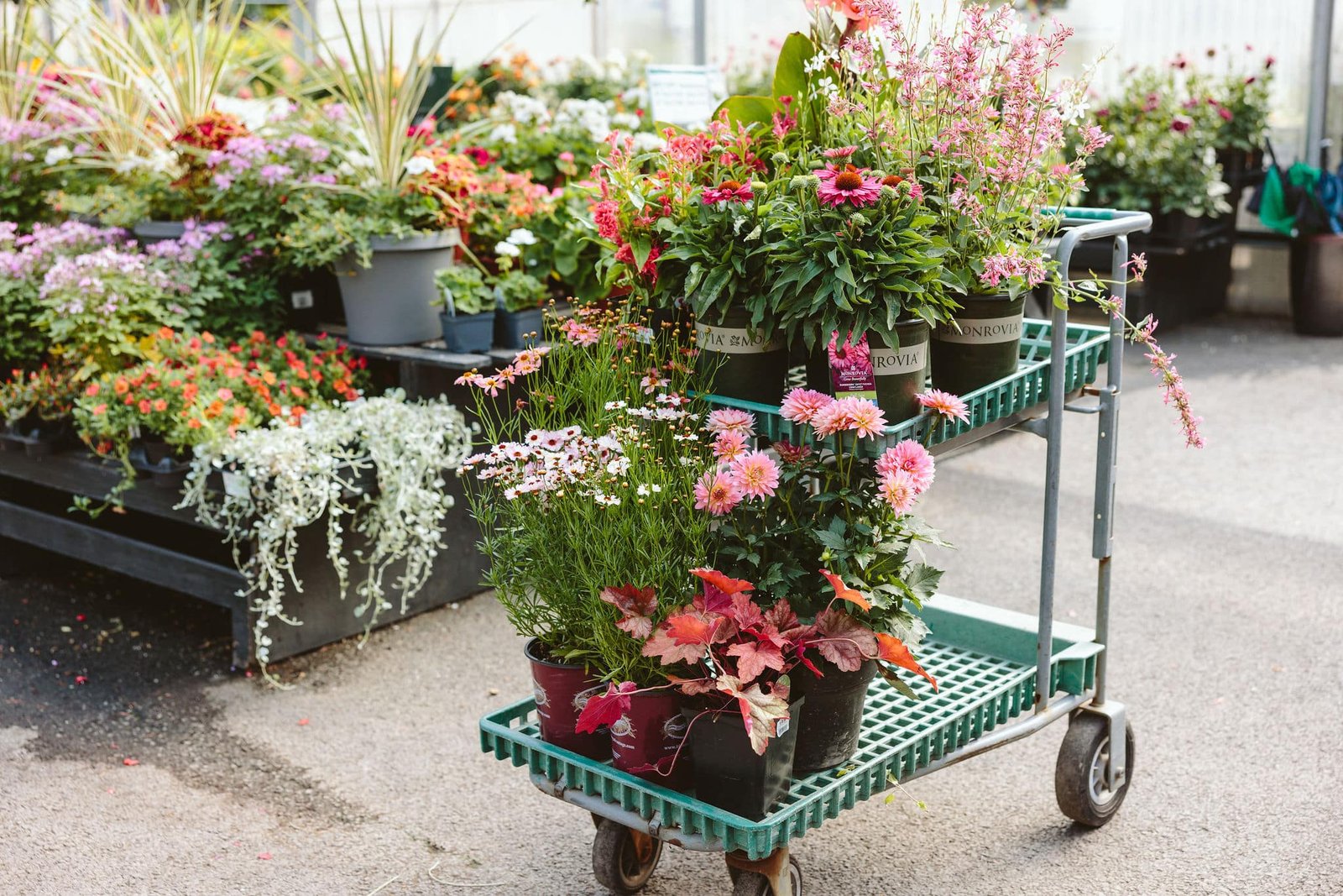 How to Design the Perfect Cut Flower Garden (The Ultimate Guide)