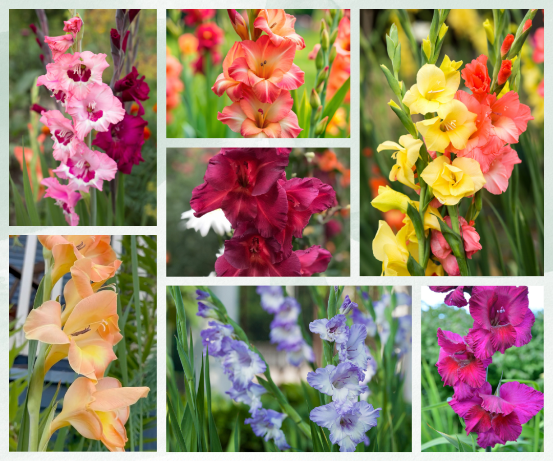 summer blooming gladiolus varieties
