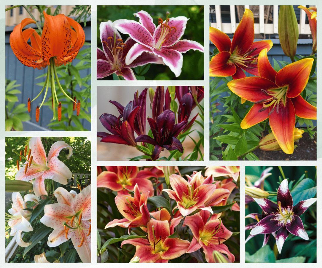 summer blooming lily varieties