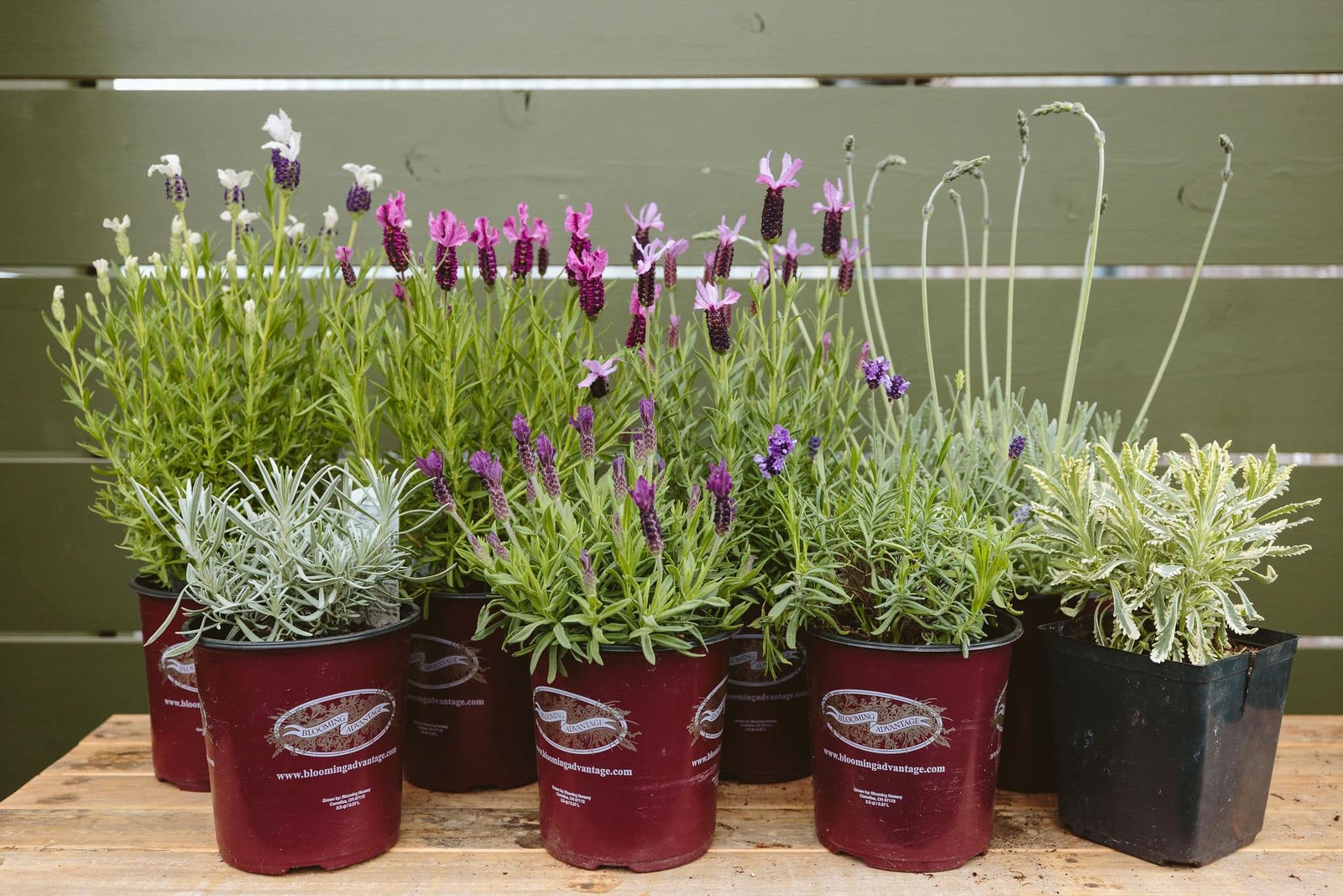 lavender varieties