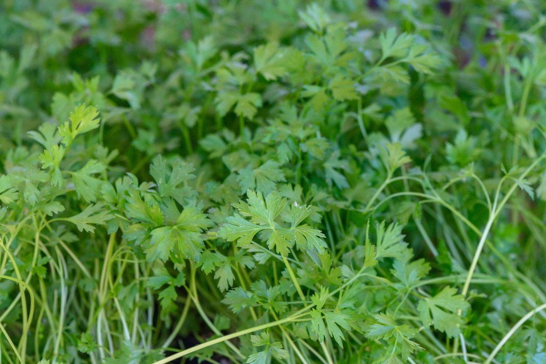 fresh homegrown cilantro herbs