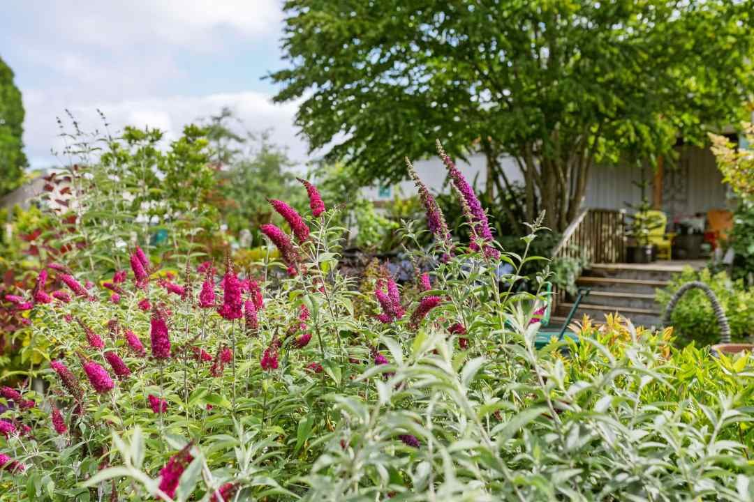 Butterfly Bush Purple Flowers in Bloom