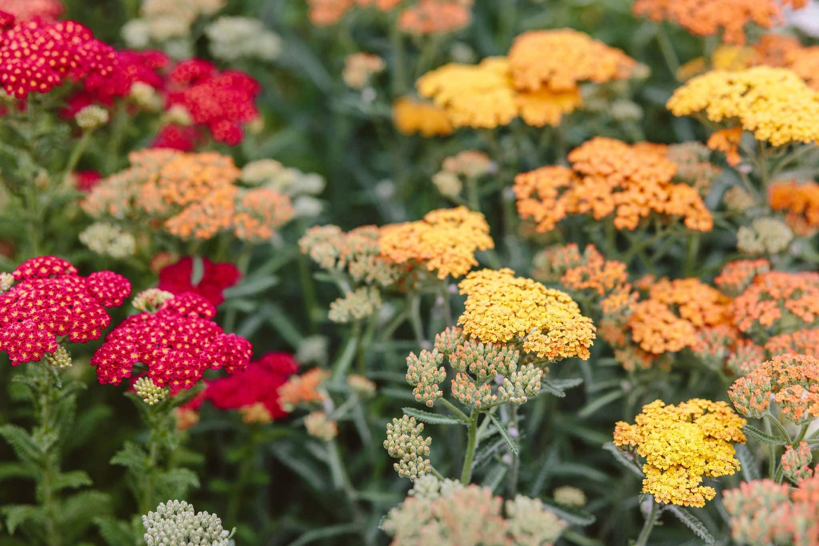 drought-tolerant yarrow blooms in red, orange, and yellow