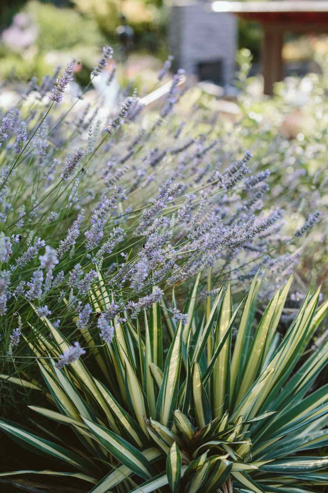 lavender and yucca lavender and yucca