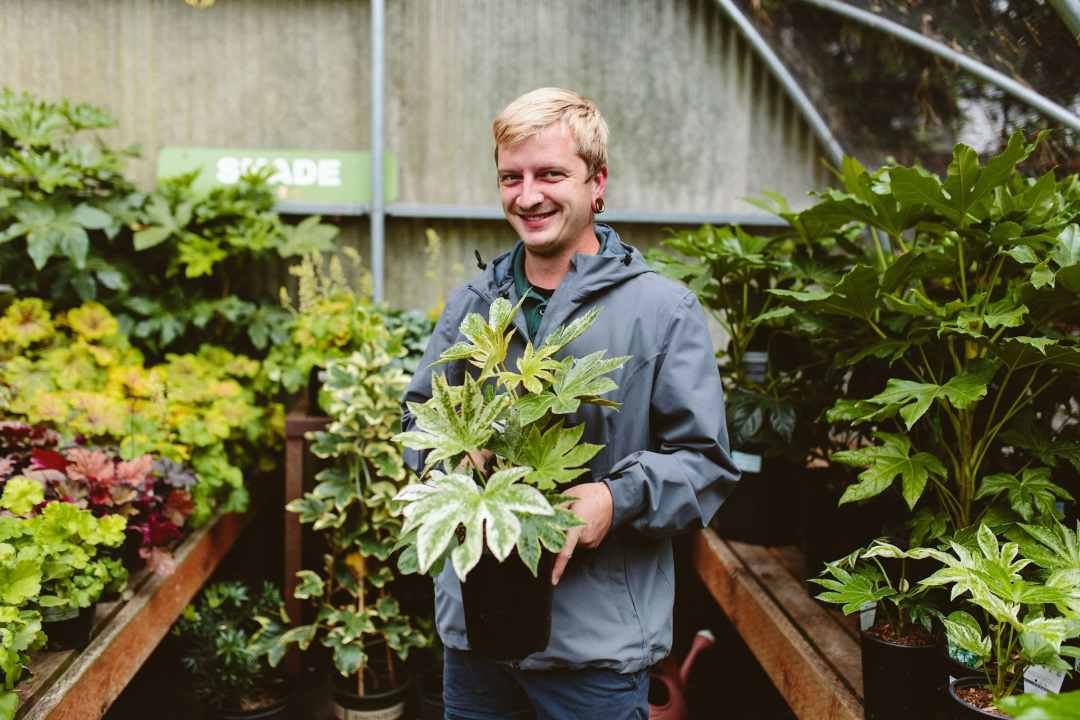Aralia or Fatsia japonica at 7 Dees Garden Center