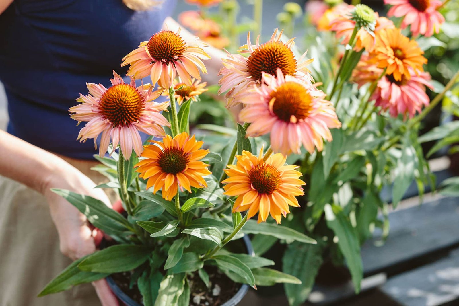 peach and pink echinacea flowers