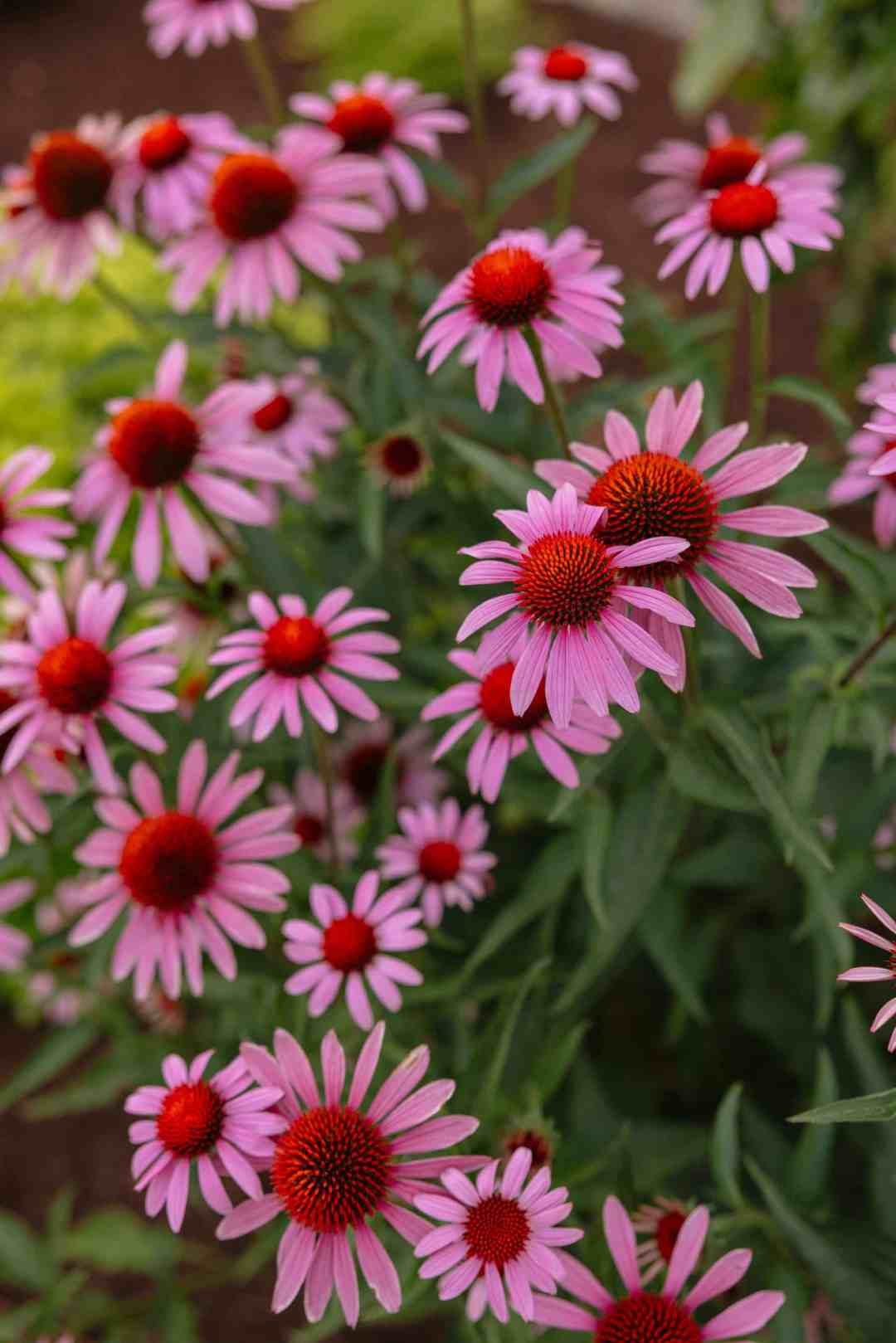 pink purple echinacea flowers