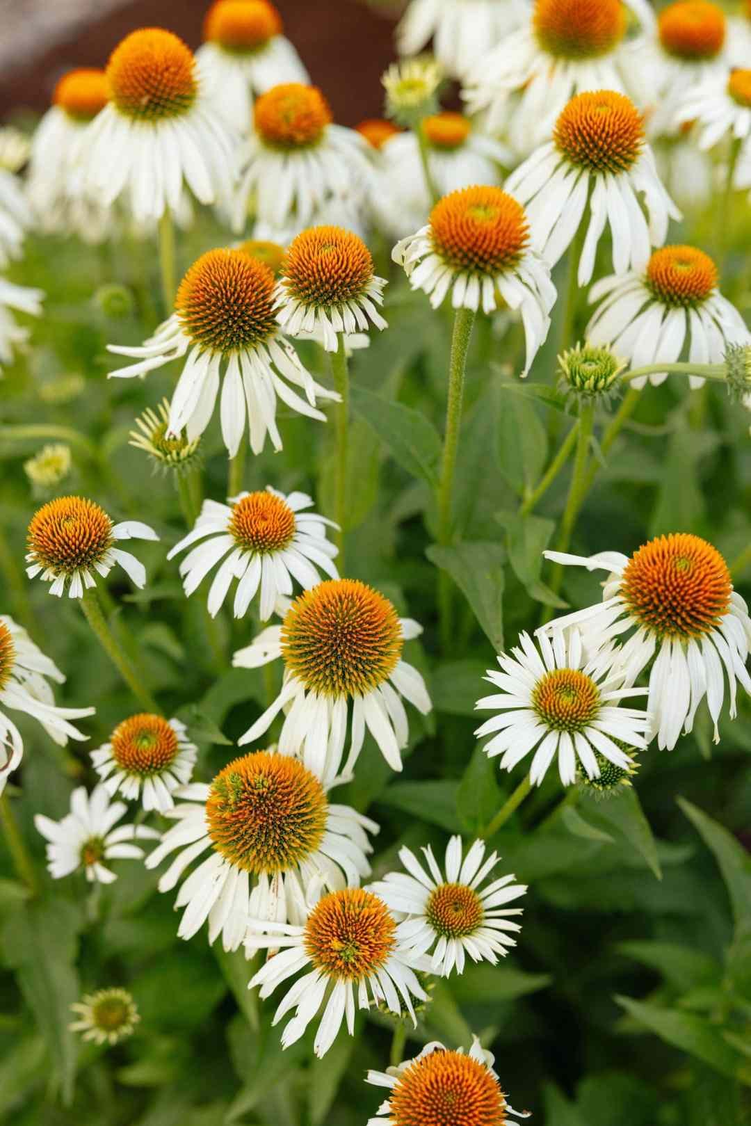white echinacea flowers