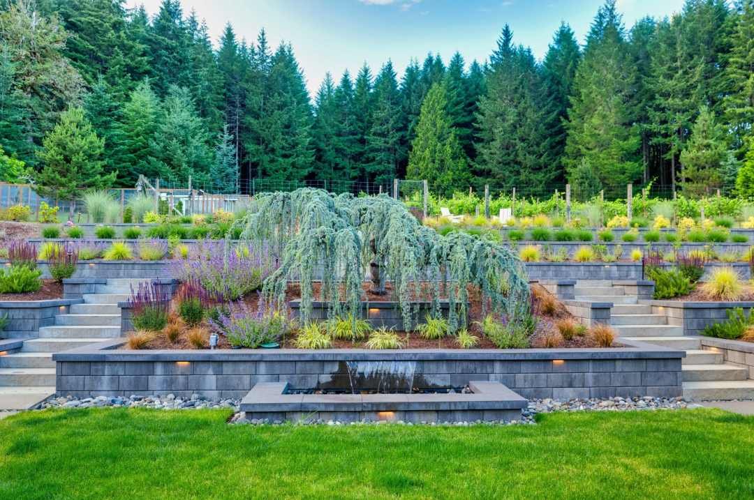 Weeping Atlas Cedar on landscaped slope with retaining walls, stairs, and planting beds