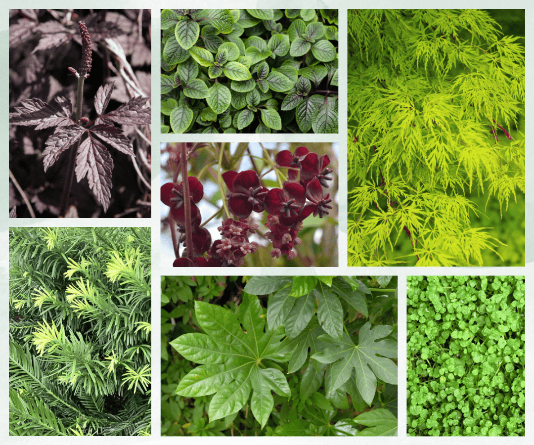 underappreciated shade plants collage