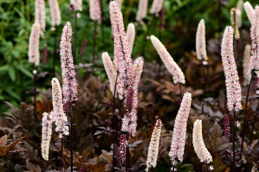 Actaea Bugbane Cimicifuga shade perennial flowers and foliage