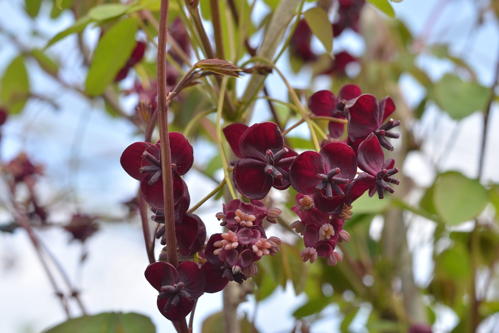 7 Underappreciated Shade Plants for the Garden