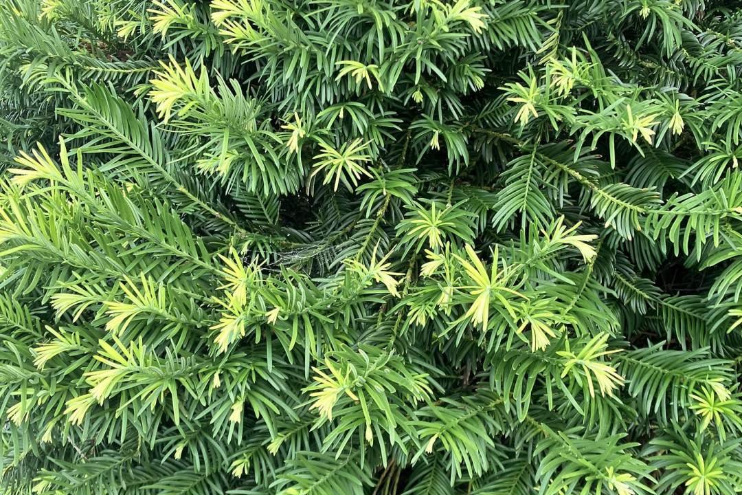 Korean yew conifer