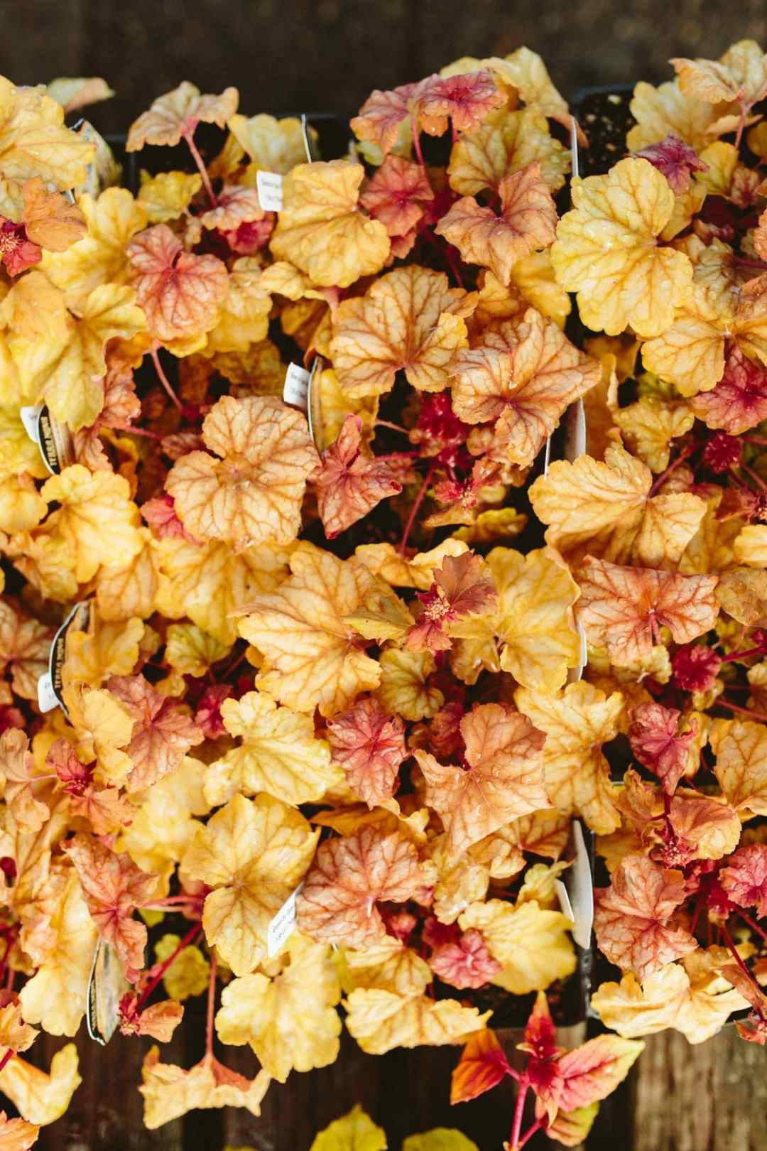peach amber heuchera coral bells