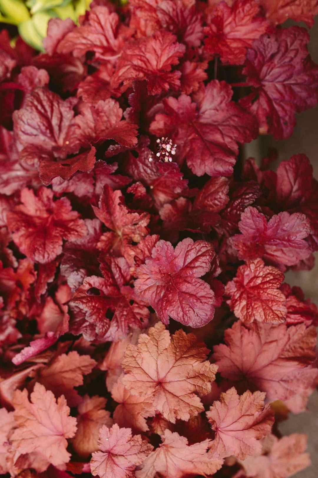 red heuchera coral bells