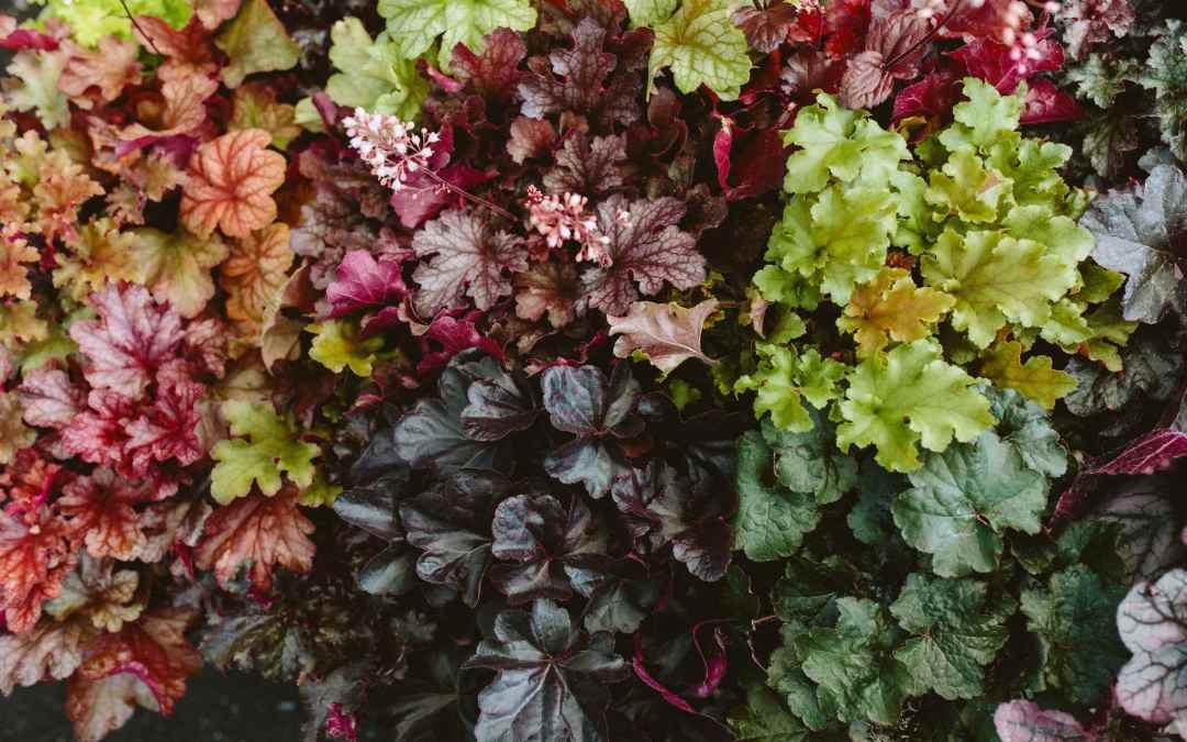Heucheras or Coral Bells in different colors at 7 Dees Garden Center