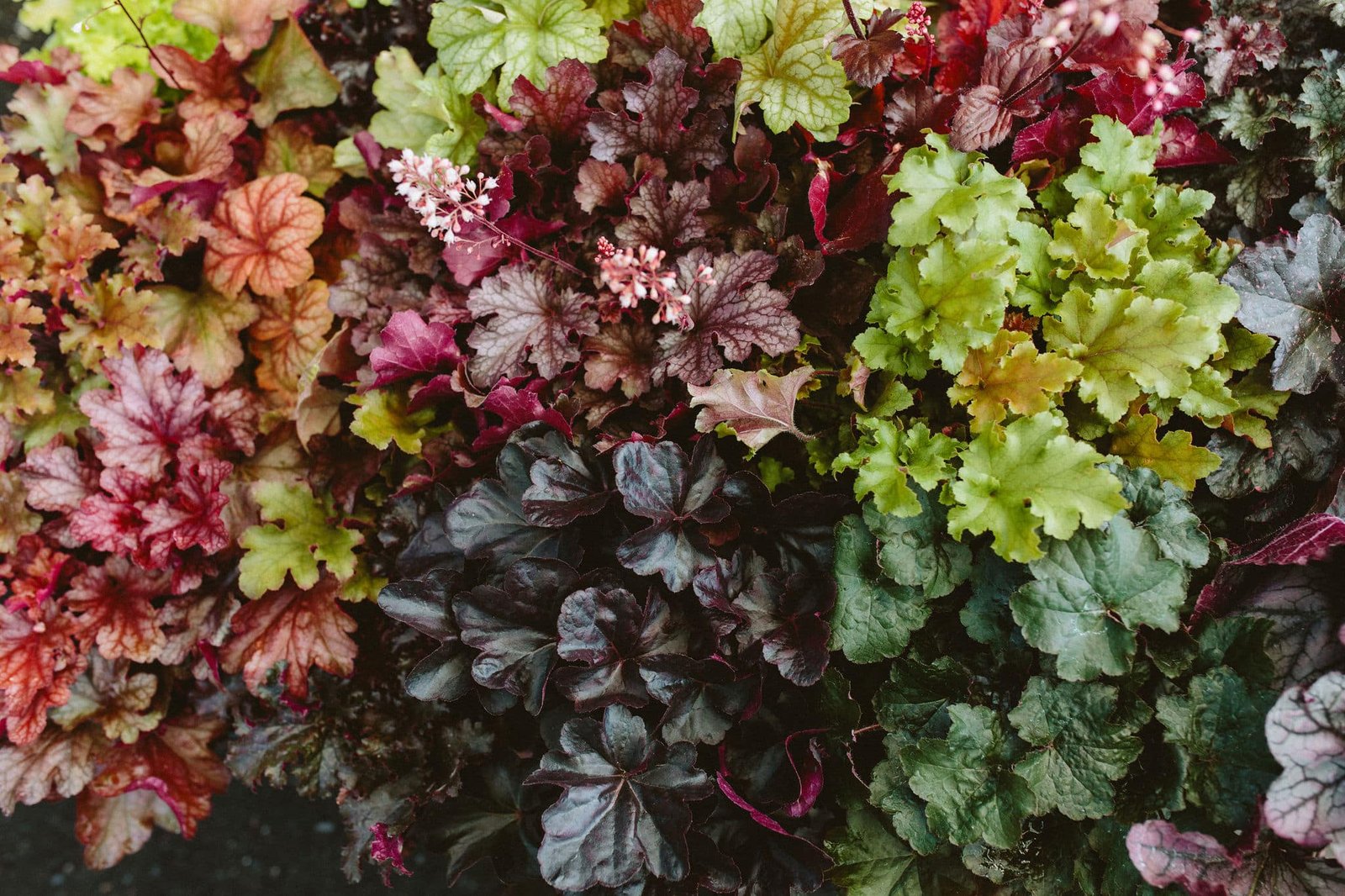 Heucheras or Coral Bells in different colors at 7 Dees Garden Center